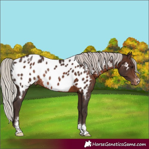 Horse Color:Silver Brown Blanket Rabicano