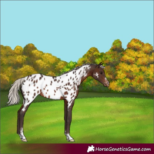 Horse Color:Silver Brown Appaloosa Rabicano
