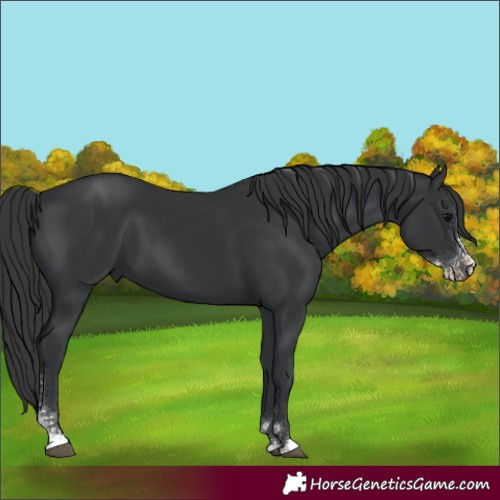 Horse Color:Black Sabino 