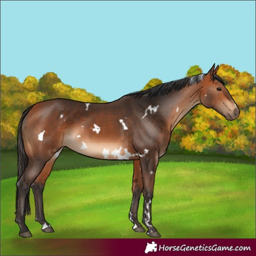 Horse Color:White Spotted Bay