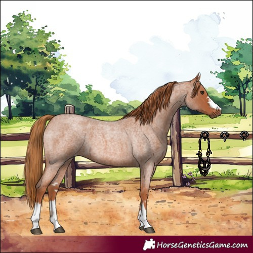 Horse Color:Red Roan 