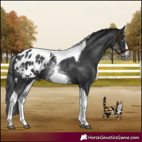 Horse Color:White Spotted Black Splash Tobiano Frame Appaloosa 