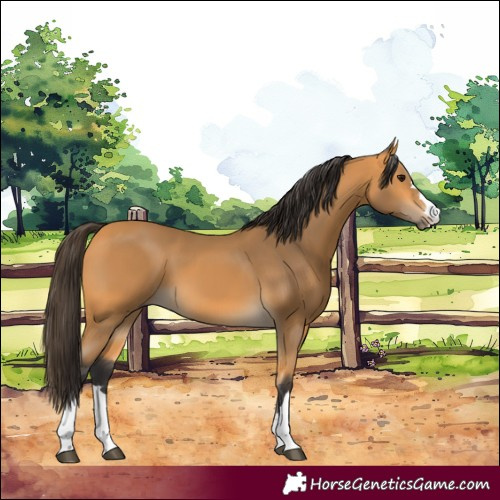 Horse Color:Buckskin 