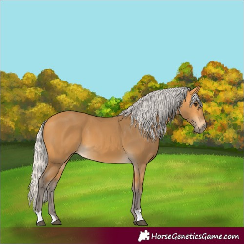 Horse Color:Silver Buckskin 