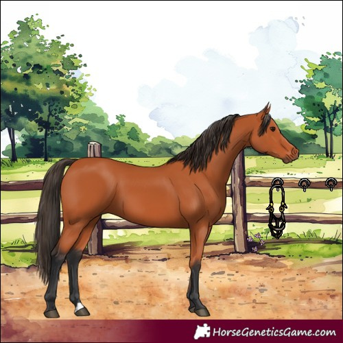 Horse Color:Bay 