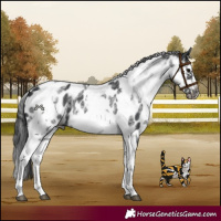 Horse Color:White Spotted Black Splash Tobiano Frame Appaloosa 