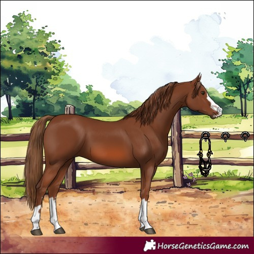 Horse Color:Chestnut 