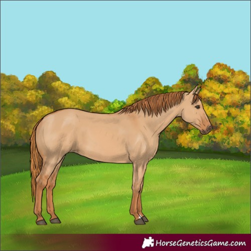Horse Color:Red Dun 