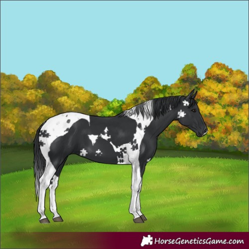 Horse Color:Black Tobiano 