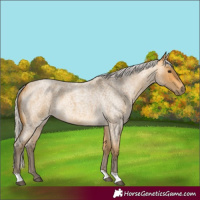 Horse Color:Silver Buckskin Roan 