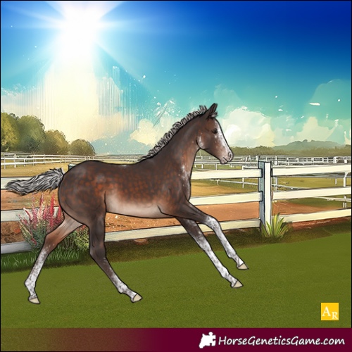 Horse Color:White Spotted Silver Brown Tobiano