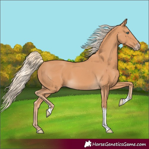Horse Color:Unknown 