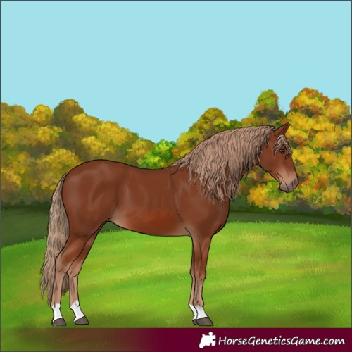 Horse Color:Unknown 