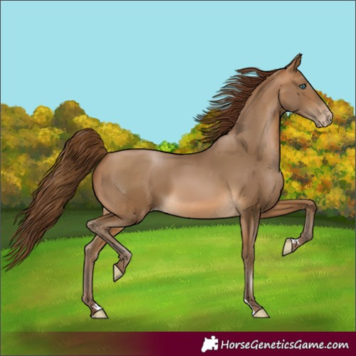 Horse Color:Gray Buckskin Pearl 