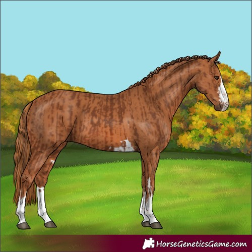 Horse Color:Chestnut and Chestnut