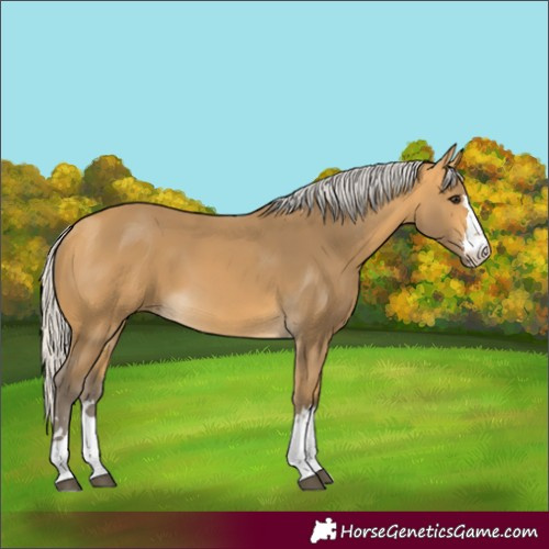 Horse Color:Silver Buckskin 