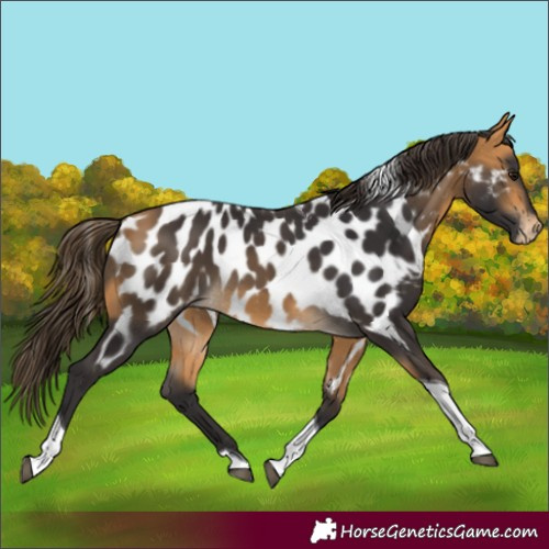 Horse Color:Buckskin Tobiano Near Leopard 