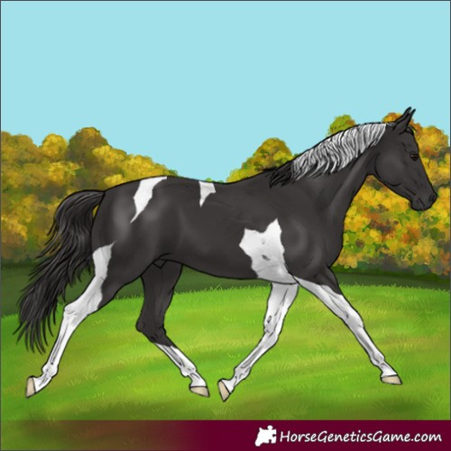 Horse Color:Smoky Black Tobiano 