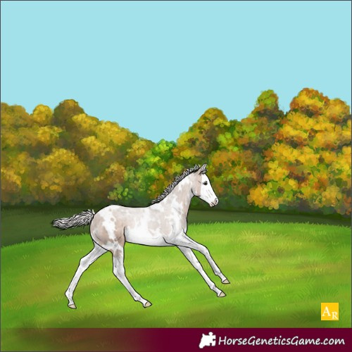 Horse Color:White Spotted Silver Brown Dun Splash Rabicano