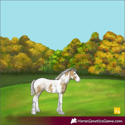 Horse Color:White Spotted Silver Buckskin Dun Splash Tobiano Rabicano