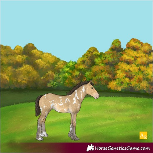 Horse Color:White Spotted Sable Cream Champagne Dun Rabicano
