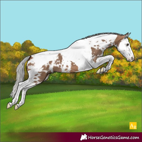 Horse Color:White Spotted Silver Brown Dun Splash Tobiano Blanket 
