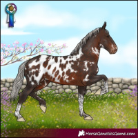 Horse Color:White Spotted Silver Brown Tobiano Appaloosa