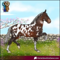 Horse Color:White Spotted Silver Brown Tobiano Near Leopard