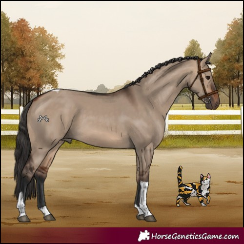 Horse Color:Bay Dun Tobiano 