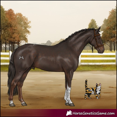 Horse Color:Liver Chestnut Tobiano 