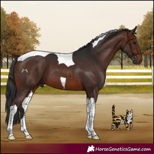 Horse Color:Brown Tobiano
