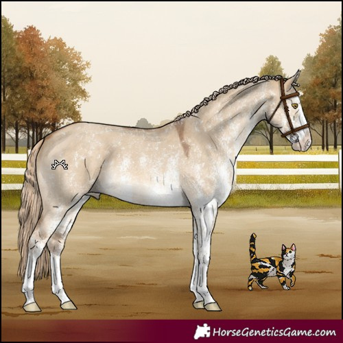 Horse Color:White Spotted Chocolate Palomino Dun 