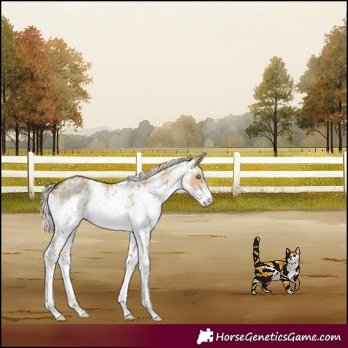Horse Color:White Spotted Chocolate Palomino Dun 