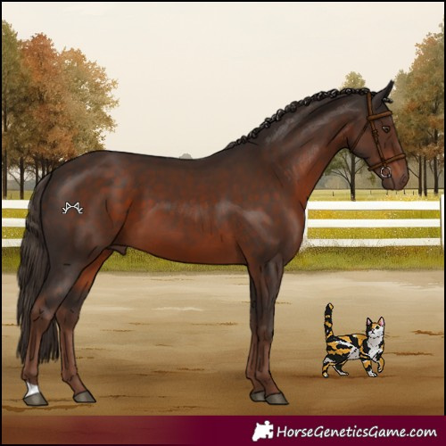 Horse Color:Liver Chestnut 