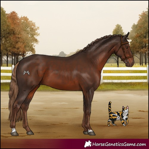 Horse Color:Liver Chestnut 