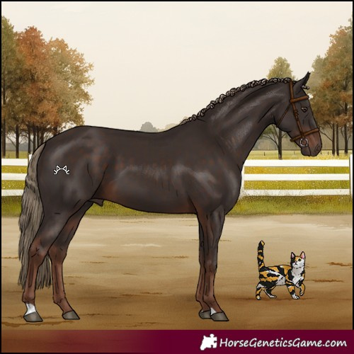 Horse Color:Liver Chestnut 