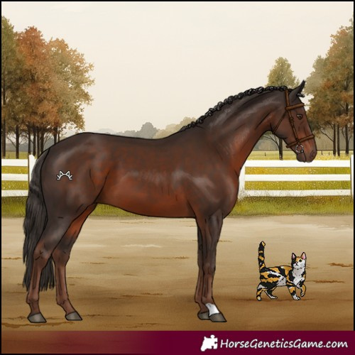 Horse Color:Liver Chestnut 
