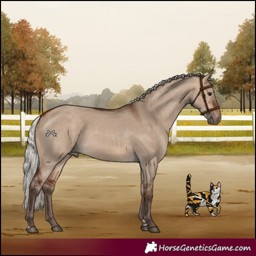 Horse Color:Silver Bay Dun