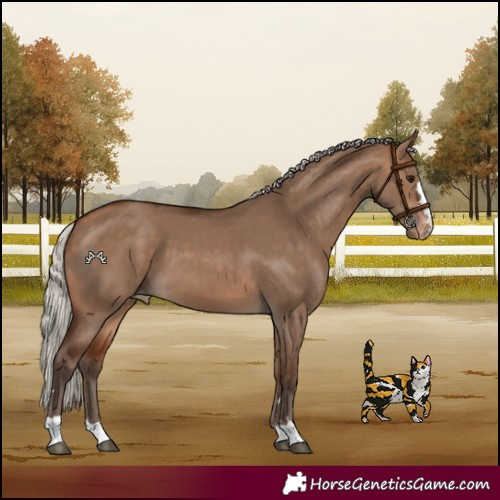 Horse Color:Silver Bay Dun Appaloosa