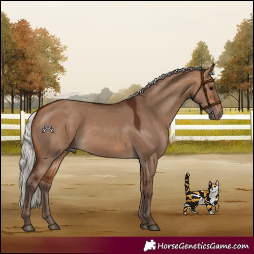 Horse Color:Silver Bay Dun