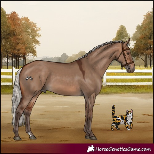 Horse Color:Silver Bay Dun