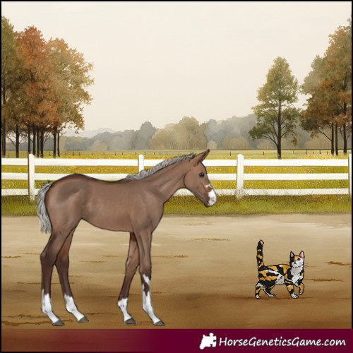 Horse Color:Silver Brown Dun 