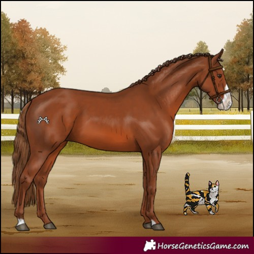 Horse Color:Chestnut Frame 
