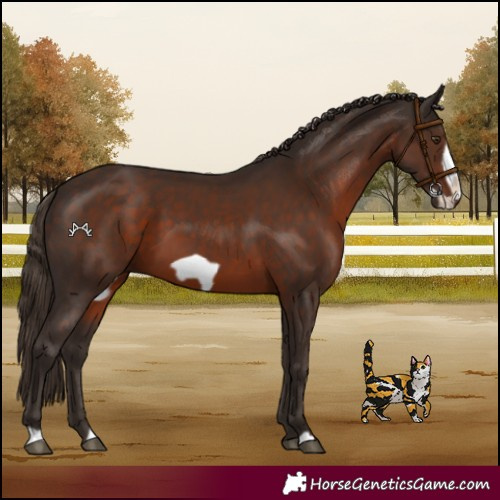 Horse Color:Liver Chestnut Frame