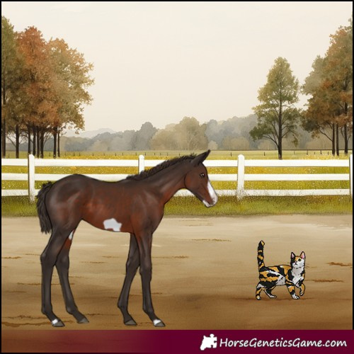 Horse Color:Liver Chestnut Frame 