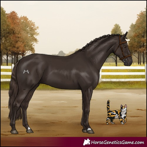 Horse Color:Liver Chestnut 