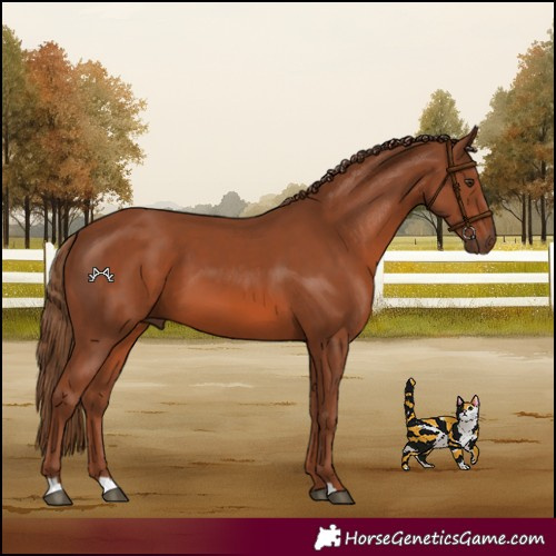 Horse Color:Chestnut 