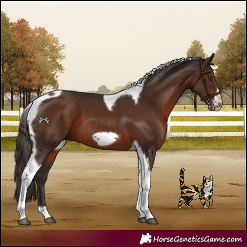 Horse Color:Liver Chestnut Tobiano Frame