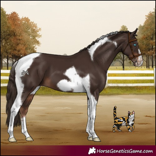 Horse Color:Liver Chestnut Tobiano Frame 