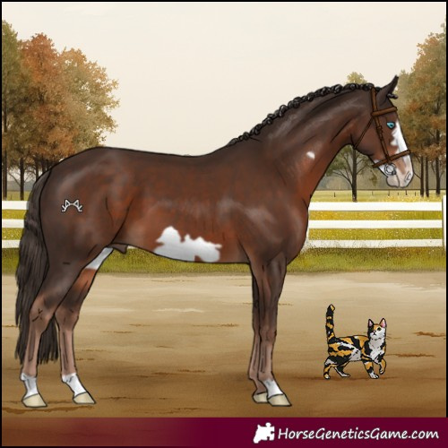 Horse Color:Liver Chestnut Frame 
